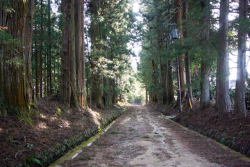 Cedar tree avenue in Nikko city