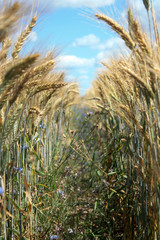 Wheat field against the background of the summer sky. Golden spikelets on agricultural land. A mature wheat is close-up.