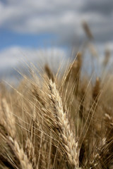 Wheat field against the background of the summer sky. Golden spikelets on agricultural land. A mature wheat is close-up.