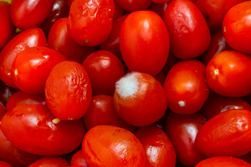 cherry tomatoes As a result, a small tomato taste, texture and smell different. And contain beta - carotene, vitamin C and vitamin E are high
