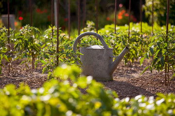 Arrosoire au soleil dans un jardin potager. © Thierry RYO