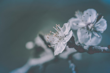 Macro cherry blossom tree branch. spring pastel blooming flower