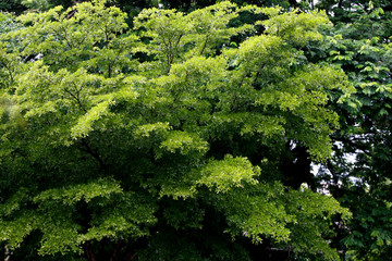 Leaves Tropical forest trees texture background wallpaper