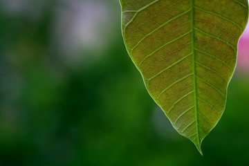 Leaves Tropical forest trees texture background wallpaper