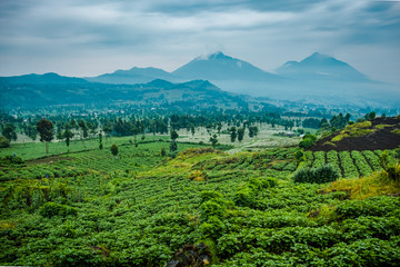 View of Mount Sabyinyo and Muhavura from Mount Bisoke volcano, Rwanda - obrazy, fototapety, plakaty