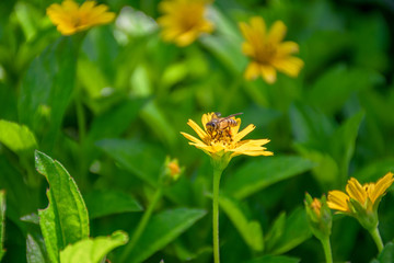 Yellow flowers on the background of green leaves