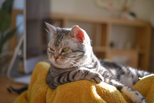 我が物顔