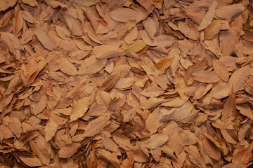 Dry leaf background for text