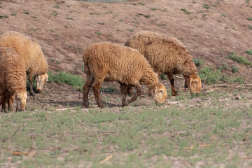 Sheeps eating grass in the field 