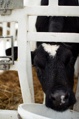 Calves on a livestock farm. Young calves are quarantined in separate plastic cages.