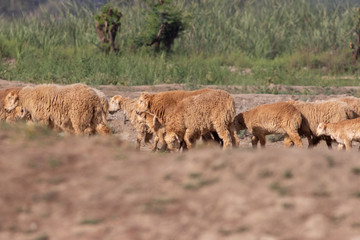Naklejka na ściany i meble herd of sheeps grazing in the field