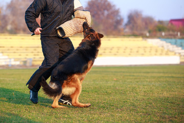 Training a guard dog