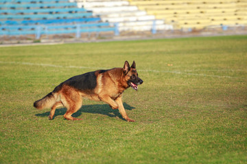 German Shepherd Dog