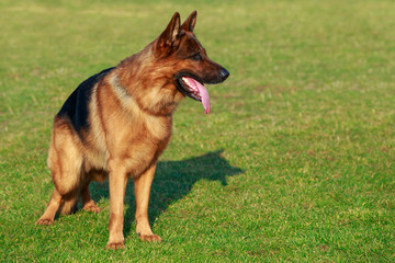 German Shepherd Dog