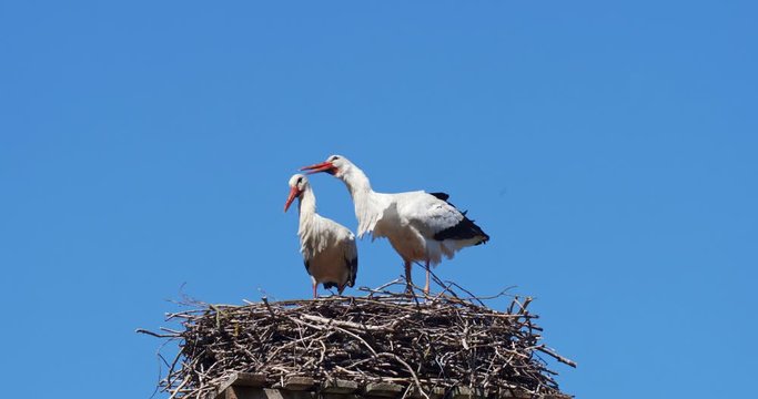 White storks clattering bill in Čigoć village, Lonjsko polje, Croatia