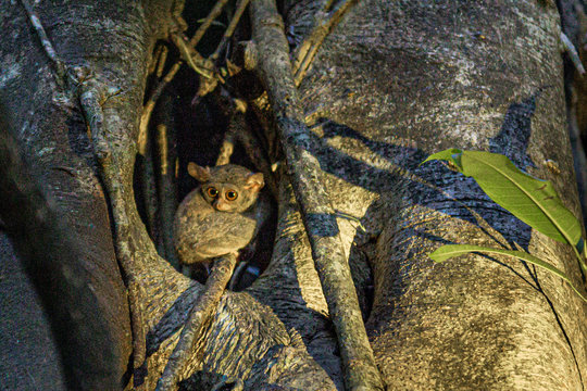Affe, Indonesien, Nationalpark Tangkoko