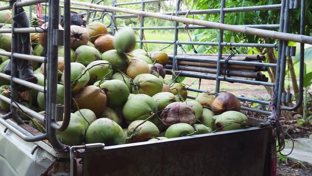 Farmer with tools pick up fresh coconuts on truck