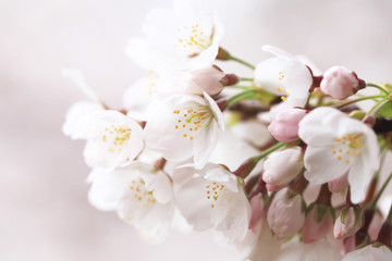 Naklejka na ściany i meble 桜の花（ソメイヨシノ）