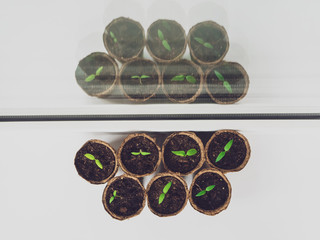 Seedlings in eco-friendly biodegradable peat pots. Many young sprouts sprang up in the spring at...