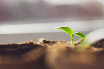 Young green sprout close -up. Seedling in an eco-friendly decomposable pot with copy space. The seeds rose in the spring in the sun. The concept of a new life. New planting season, plant breeding