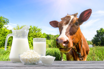 Dairy products on wooden table against background of cow and pasture © alexlukin