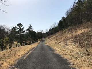 Paved Road in the Forest