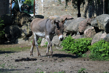 Donkey walks through the park on a sunny day.