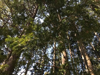 Deep and Dark Forest