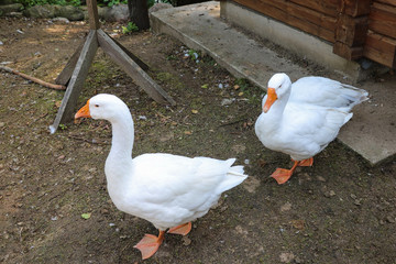 Two white geese. Also known as domestic goose used for poultry or eggs.