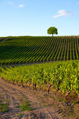 Fototapeta na wymiar Vigne en France dans un vignoble de l'Anjou.