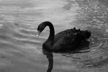 A black beautiful swan swims on the lake on a sunny day. Black swans feed mainly on aquatic plants and small algae, do not disdain also grain. © Dzmitry