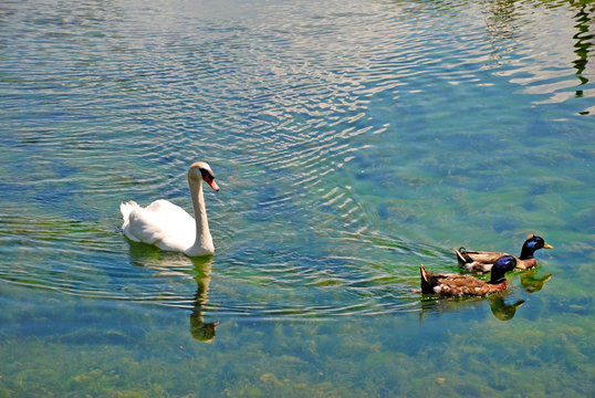 Birds of a Feather