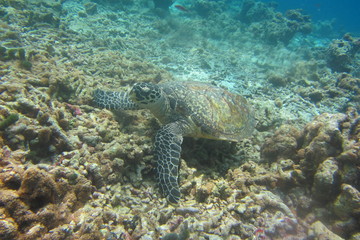 Naklejka na ściany i meble Schildkröte unter Wasser auf Korallen