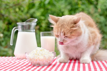 Red cat licks its tongue on table with dairy products
