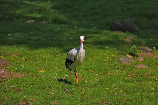 White stork or Ciconia ciconia walking on a green meadow.