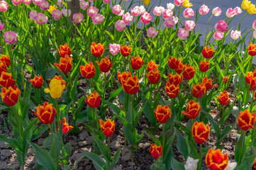 Beautiful tulips in the park. Bacau, Romania
