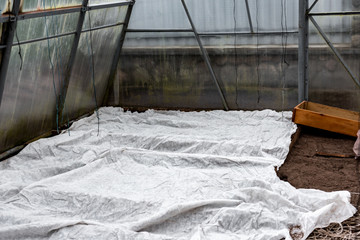 Young early spring tomato seedlings growing in the soil under the transparent coverage in greenhouse. Planting vegetables.