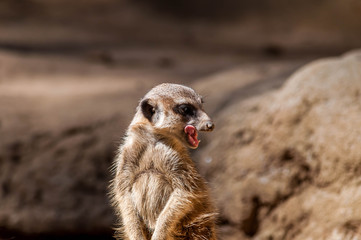 Suricate.