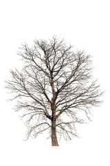 Obraz premium Leafless winter tree appearance