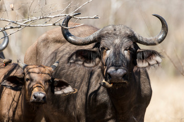 Naklejka premium Bawół afrykański, Syncerus caffer, czerwonodzioby Boeuf, Buphagus erythrorhynchus, Kruger National Park, RPA