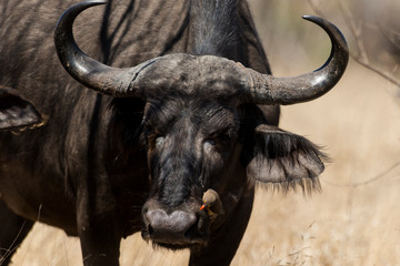 Naklejka premium Buffle d'Afrique, Syncerus caffer, Piqueboeuf à bec rouge, Buphagus erythrorhynchus, Parc national Kruger, Afrique du Sud