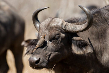 Buffle d'Afrique, Syncerus caffer, Piqueboeuf à bec rouge, Buphagus erythrorhynchus, Parc national Kruger, Afrique du Sud
