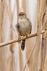 Cisticole à sonnette,.Cisticola tinniens, Levaillant's Cisticola