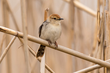 Cisticole à sonnette,.Cisticola tinniens, Levaillant's Cisticola
