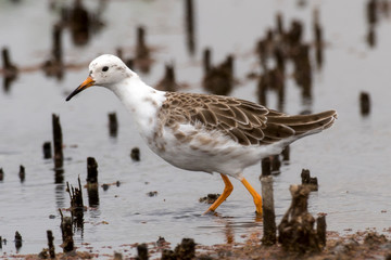 chevalier combattant, Combattant varié, Philomachus pugnax