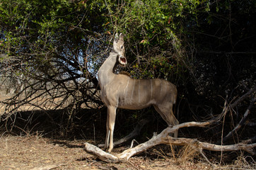 Grand koudou, femelle, Tragelaphus strepsiceros, Afrique du Sud
