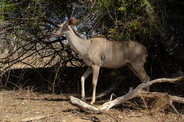 Grand koudou, femelle, Tragelaphus strepsiceros, Afrique du Sud