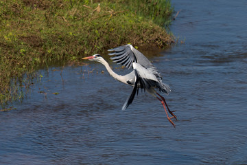 Héron cendré, Ardea cinerea, Grey Heron