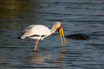 Tantale ibis, Mycteria ibis, Yellow billed Stork, Crocodile du Nil , Crocodylus niloticus, Afrique du Sud