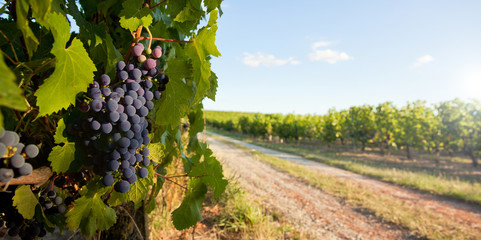 Grappe de raisin noir dans les vignes en France.